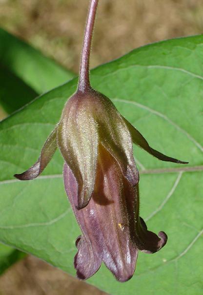 belladonna? - si, Atropa belladonna