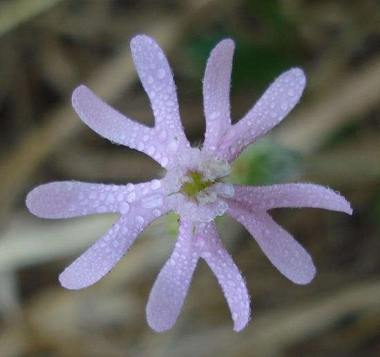 Silene bellidifolia / Silene ispida