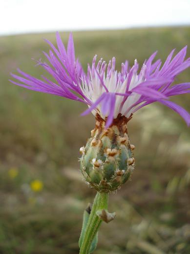 Centaurea diluta / Fiordaliso del nord Africa