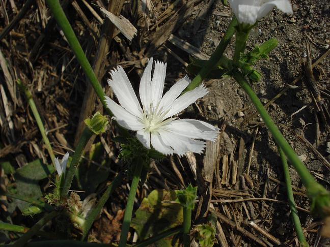 Cichorium intybus