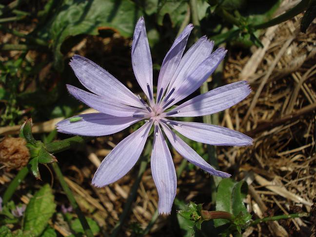 Cichorium intybus