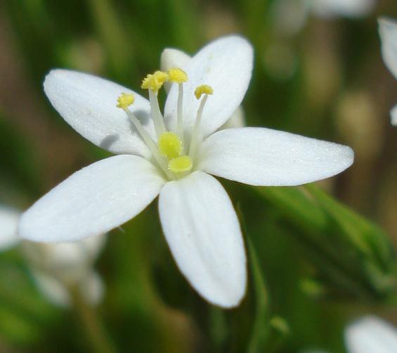 Centaurium erythraea