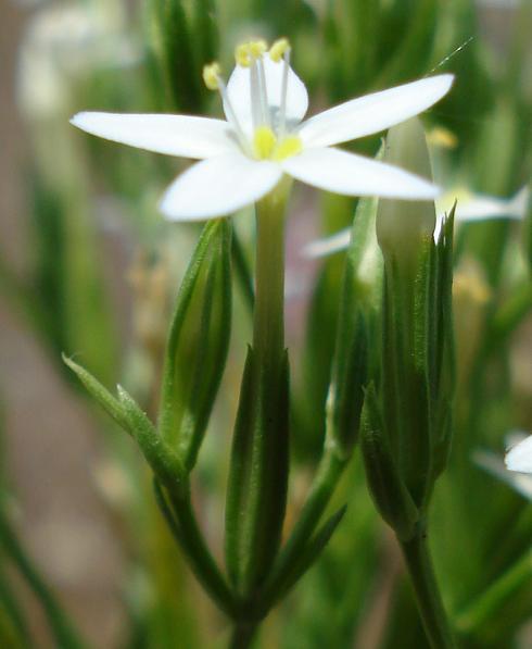 Centaurium erythraea