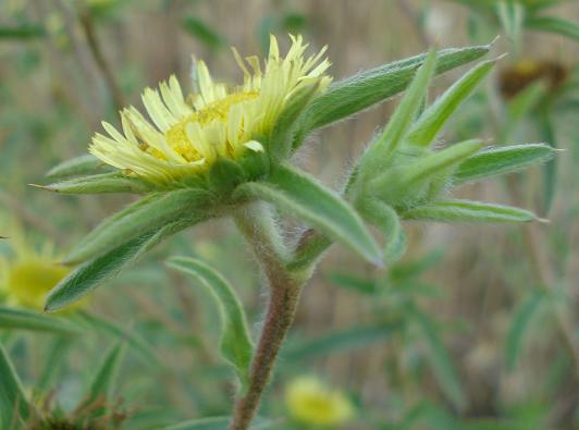 Pallenis spinosa