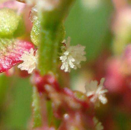 piantina rossa - Rumex thyrsoide