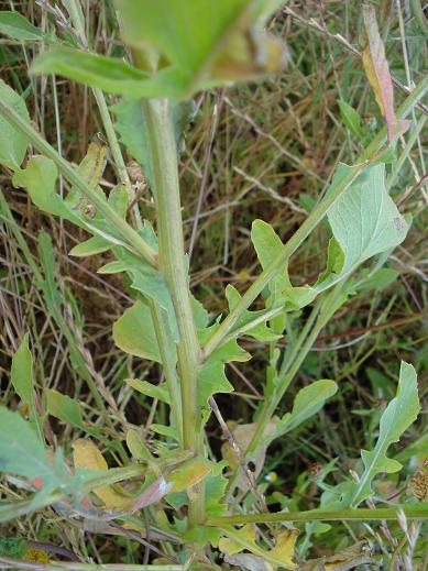 Centaurea diluta / Fiordaliso del nord Africa