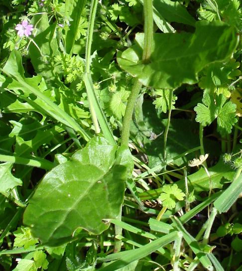 piantina rossa - Rumex thyrsoide