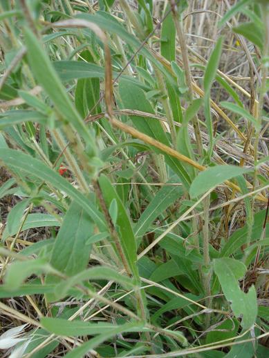 Pallenis spinosa