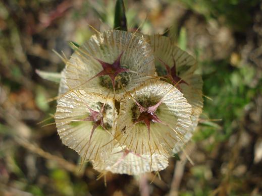 Lomelosia simplex (=Scabiosa stellata subsp. simplex) / Vedovina stellata