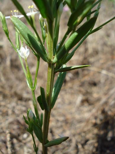 Centaurium erythraea