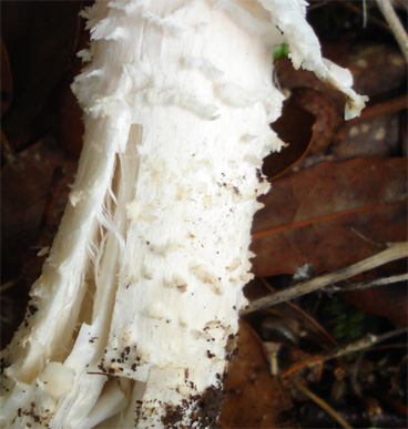 Agaricus impudicus?