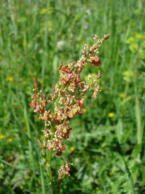 piantina rossa - Rumex thyrsoide