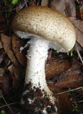 Agaricus impudicus?