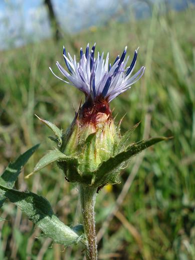 Carthamus caeruleus / Cardoncello azzurro