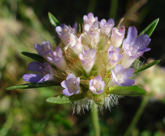 Lomelosia simplex (=Scabiosa stellata subsp. simplex) / Vedovina stellata