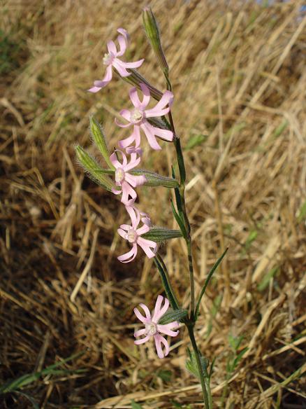 Silene bellidifolia / Silene ispida