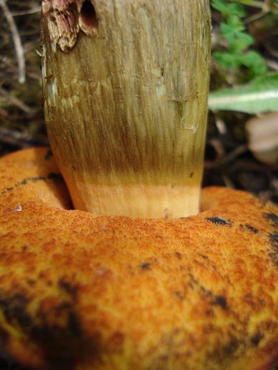 Boletus queletii?