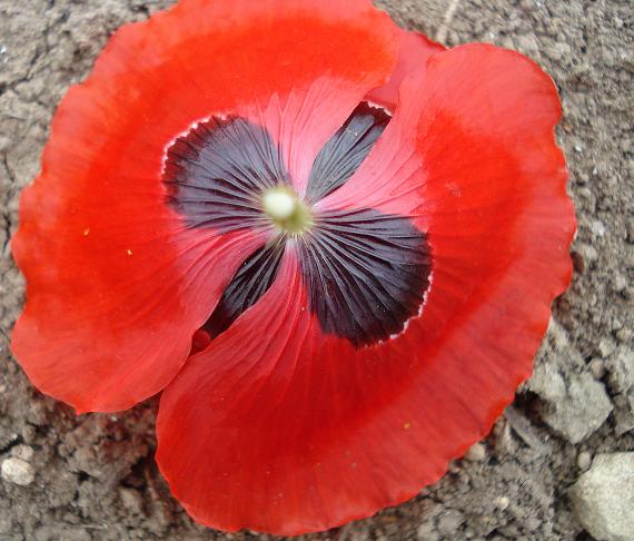 Papaver rhoeas