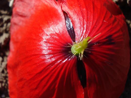 Papaver rhoeas