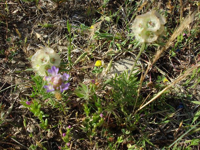 Lomelosia simplex (=Scabiosa stellata subsp. simplex) / Vedovina stellata