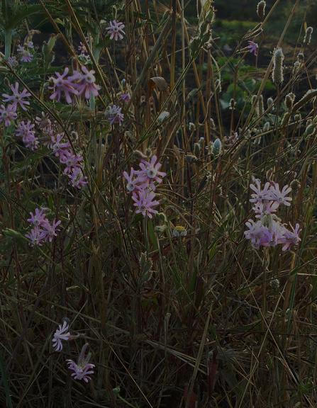 Silene bellidifolia / Silene ispida