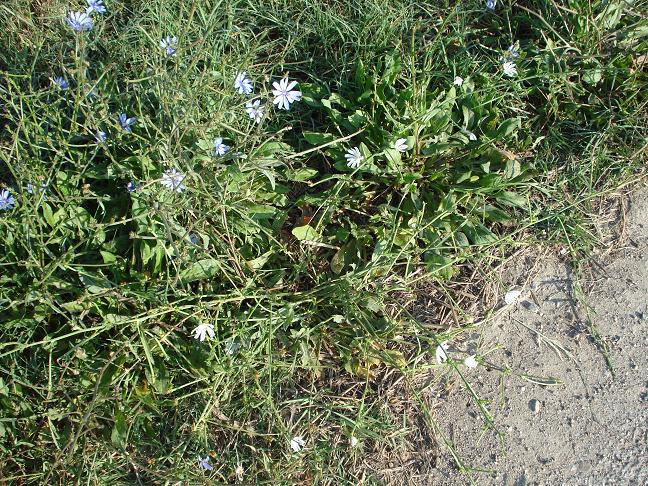 Cichorium intybus