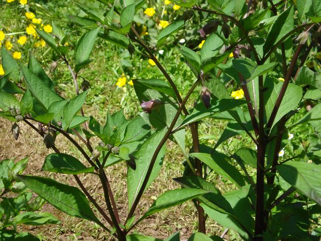 belladonna? - si, Atropa belladonna