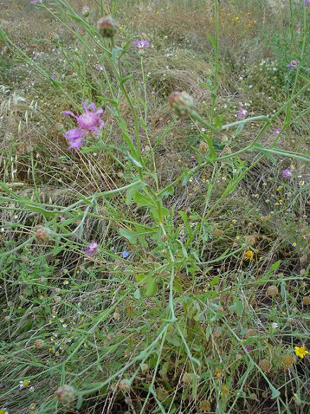 Centaurea diluta / Fiordaliso del nord Africa