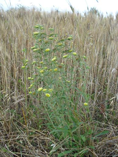 Pallenis spinosa