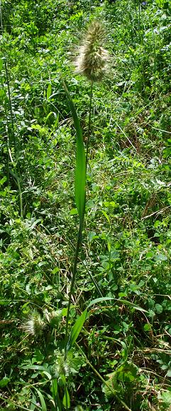 strana graminacea - Cynosurus echinatus