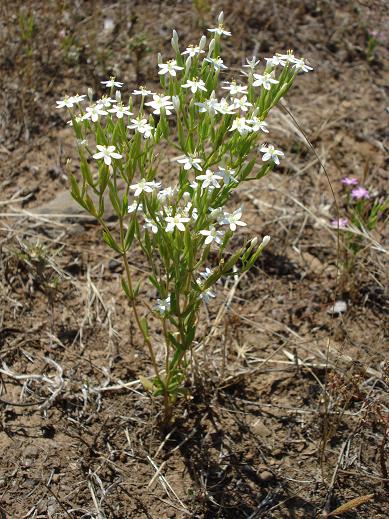 Centaurium erythraea