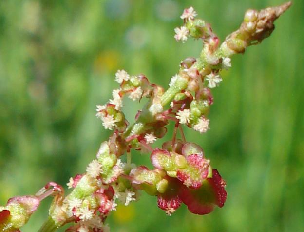 piantina rossa - Rumex thyrsoide