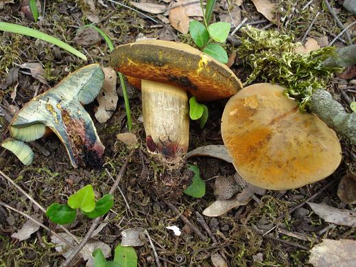 Boletus queletii?