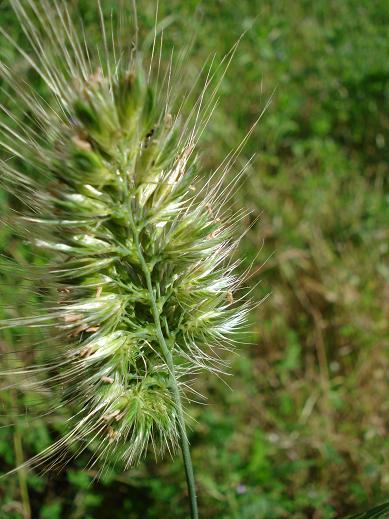 strana graminacea - Cynosurus echinatus