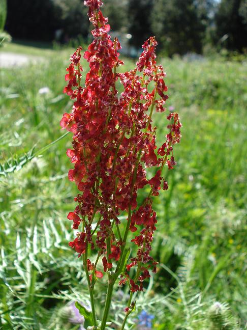 piantina rossa - Rumex thyrsoide