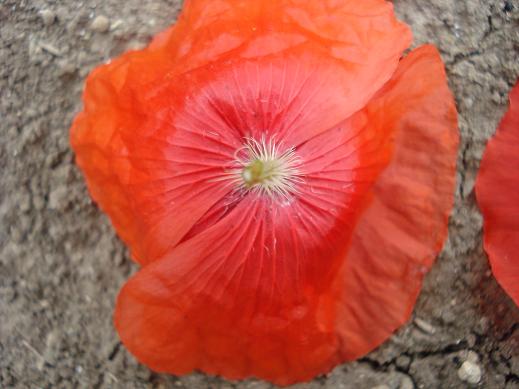 Papaver rhoeas