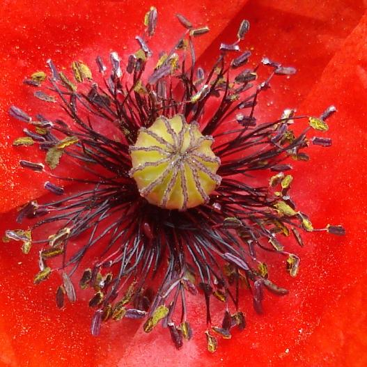 Papaver rhoeas