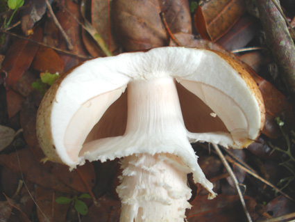 Agaricus impudicus?