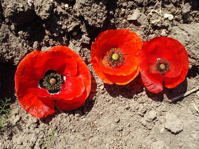 Papaver rhoeas