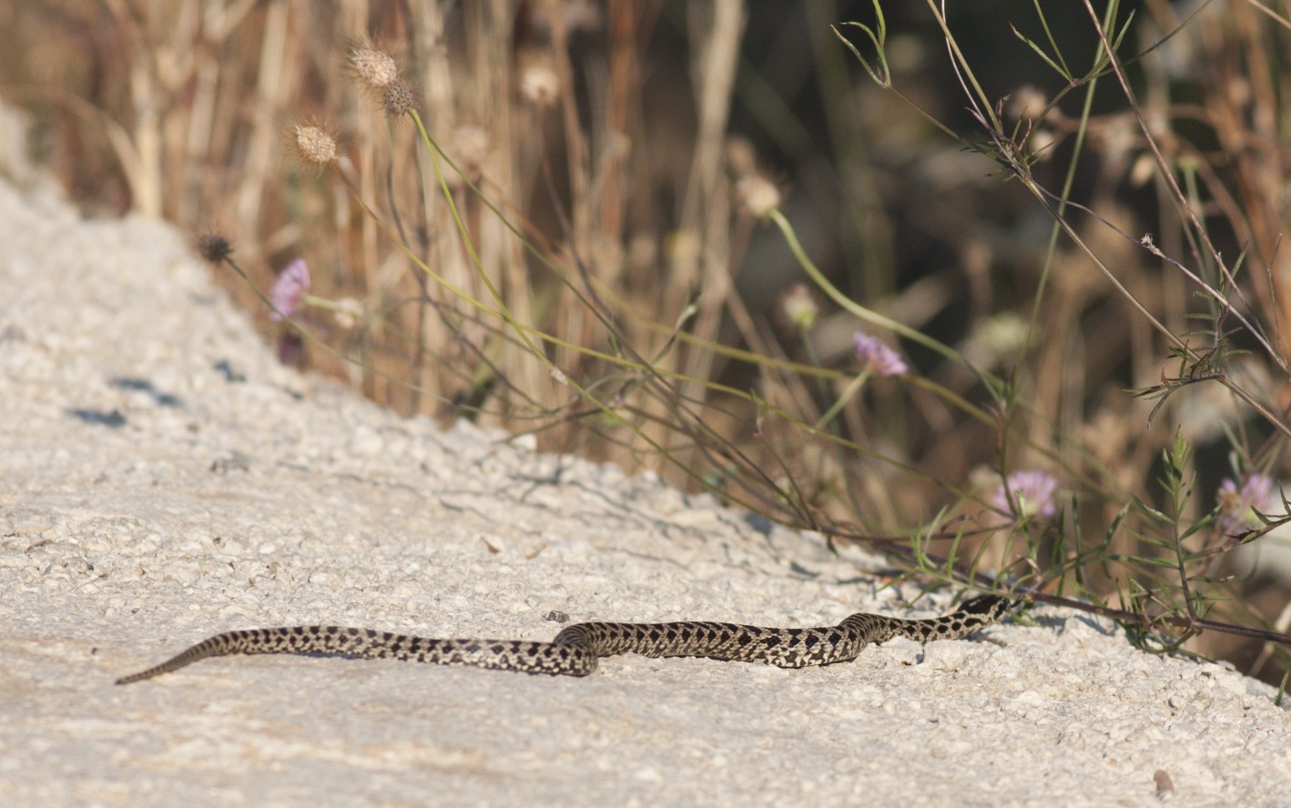 identificazione rettile