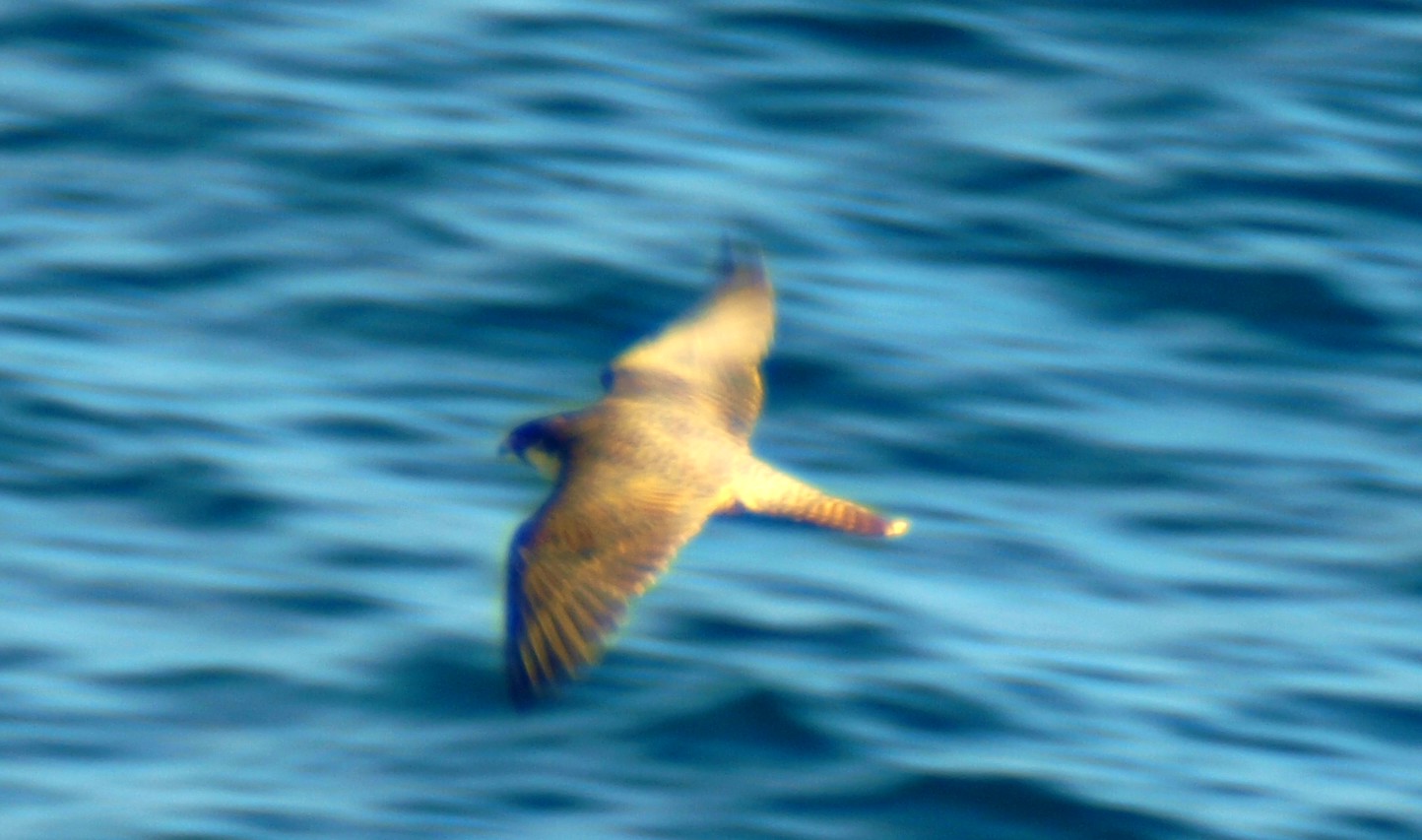 PELLEGRINO O FALCO DELLA REGINA