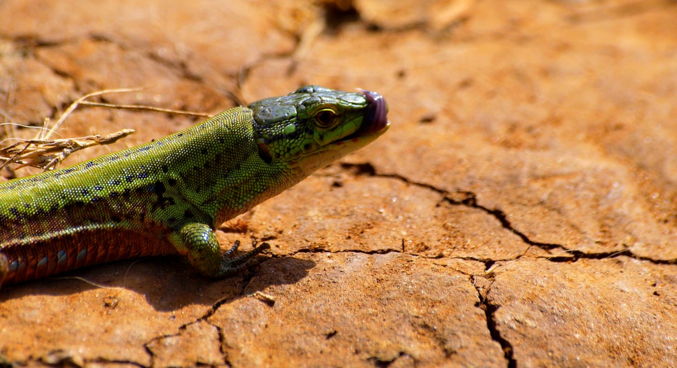 lucertola salentina