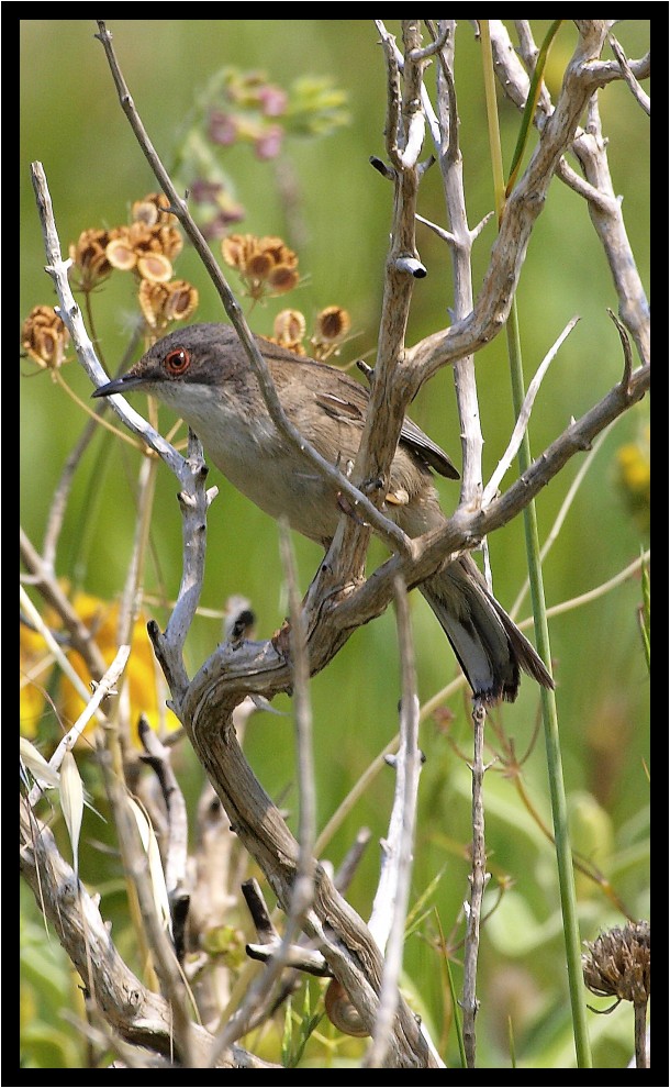 Occhiocotto curioso (ex sterpazzolina curiosa)