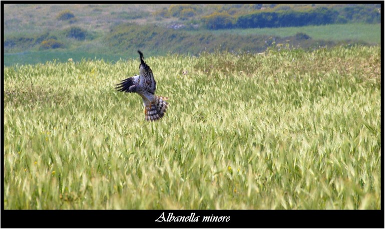 A caccia con l''albanella