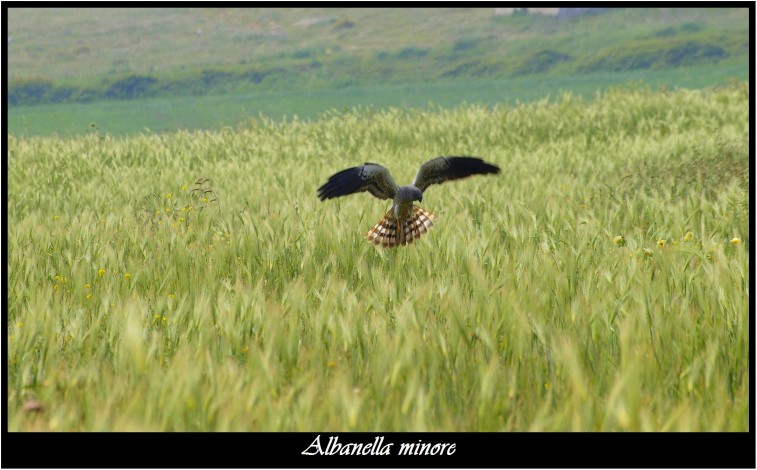 A caccia con l''albanella