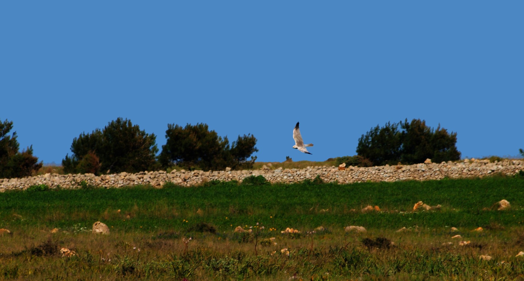 albanella reale o pallida