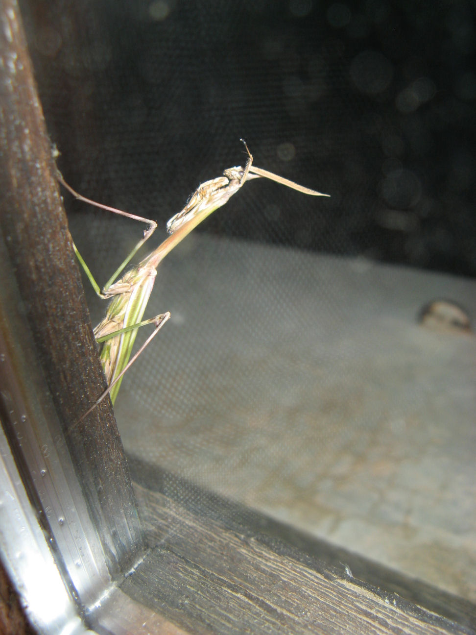 Maschio di Empusa pennata di Corsica