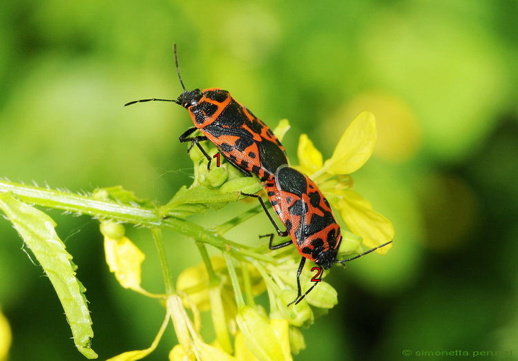 Heteroptera corso: Eurydema ventralis