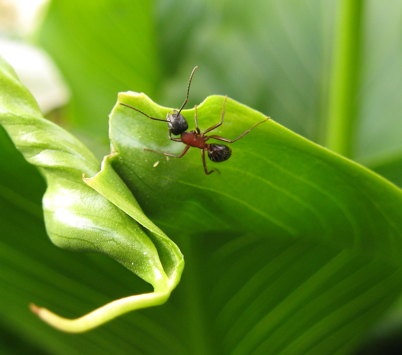 Operaia media di Camponotus sp.