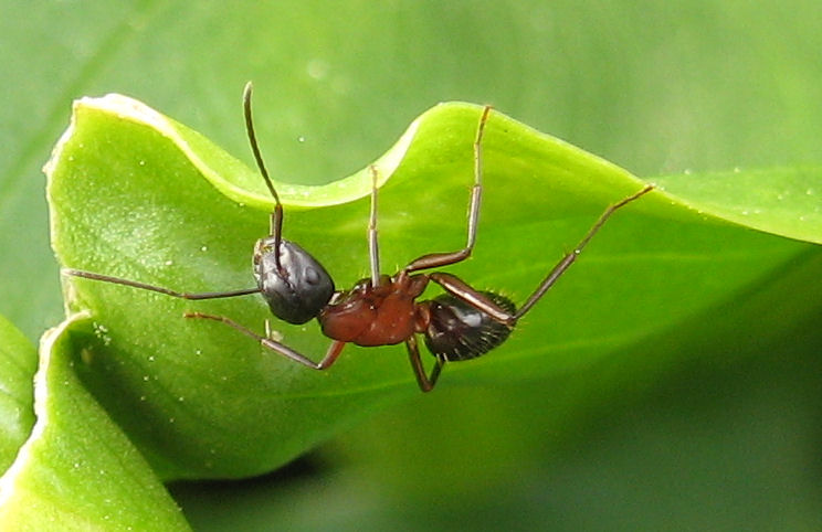 Operaia media di Camponotus sp.